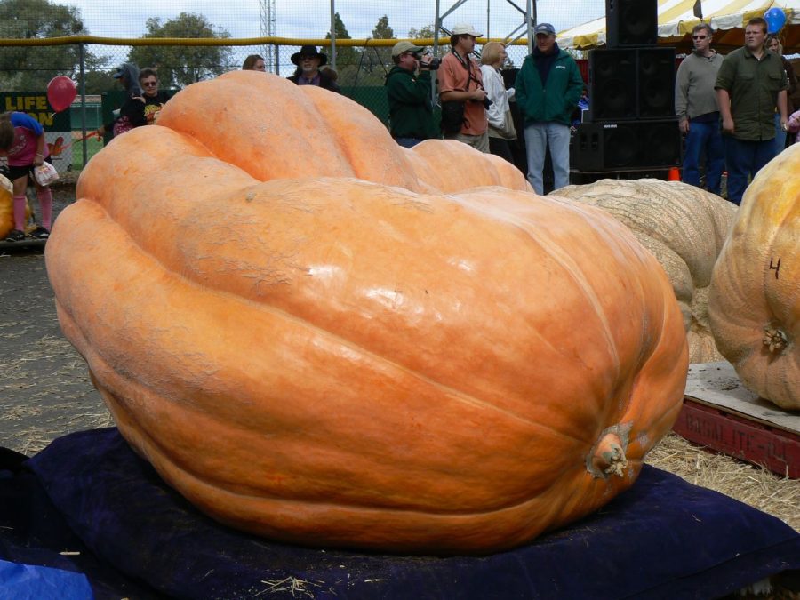 New York Pumpkin Becomes the Heaviest Pumpkin in the Nation
