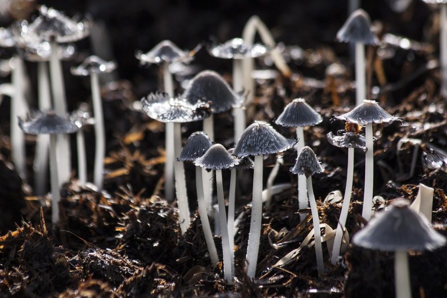 Deadly Fungi are Affecting Americans