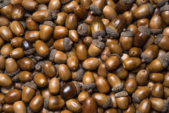700 Lbs of Acorns Found in California Home
