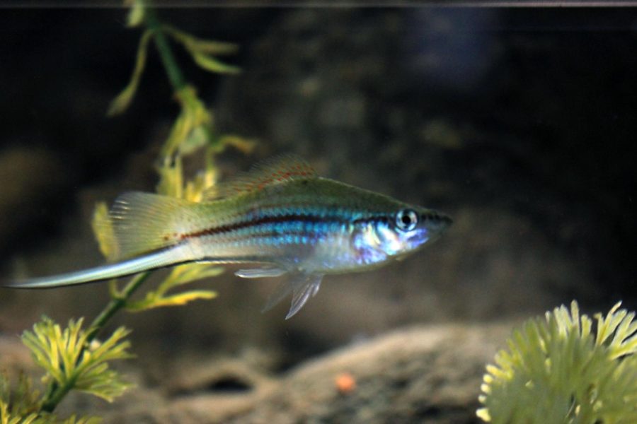 Gfp-a-freshwater-fish-with-along-tail