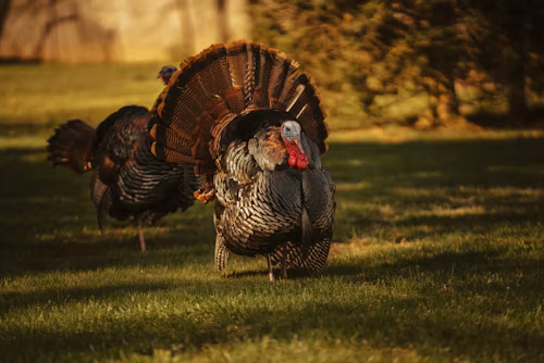 Photo from Unsplash.com taken by tylerdonaghy