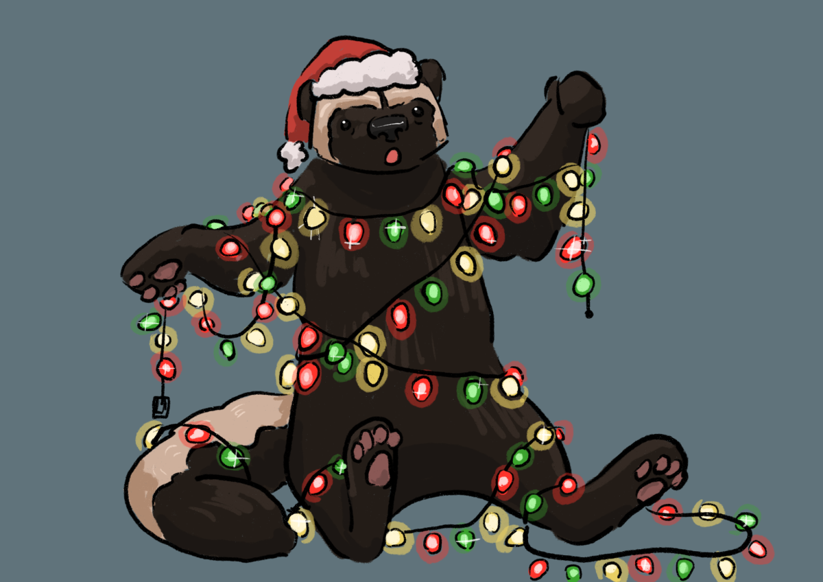 Christmas Lights to see